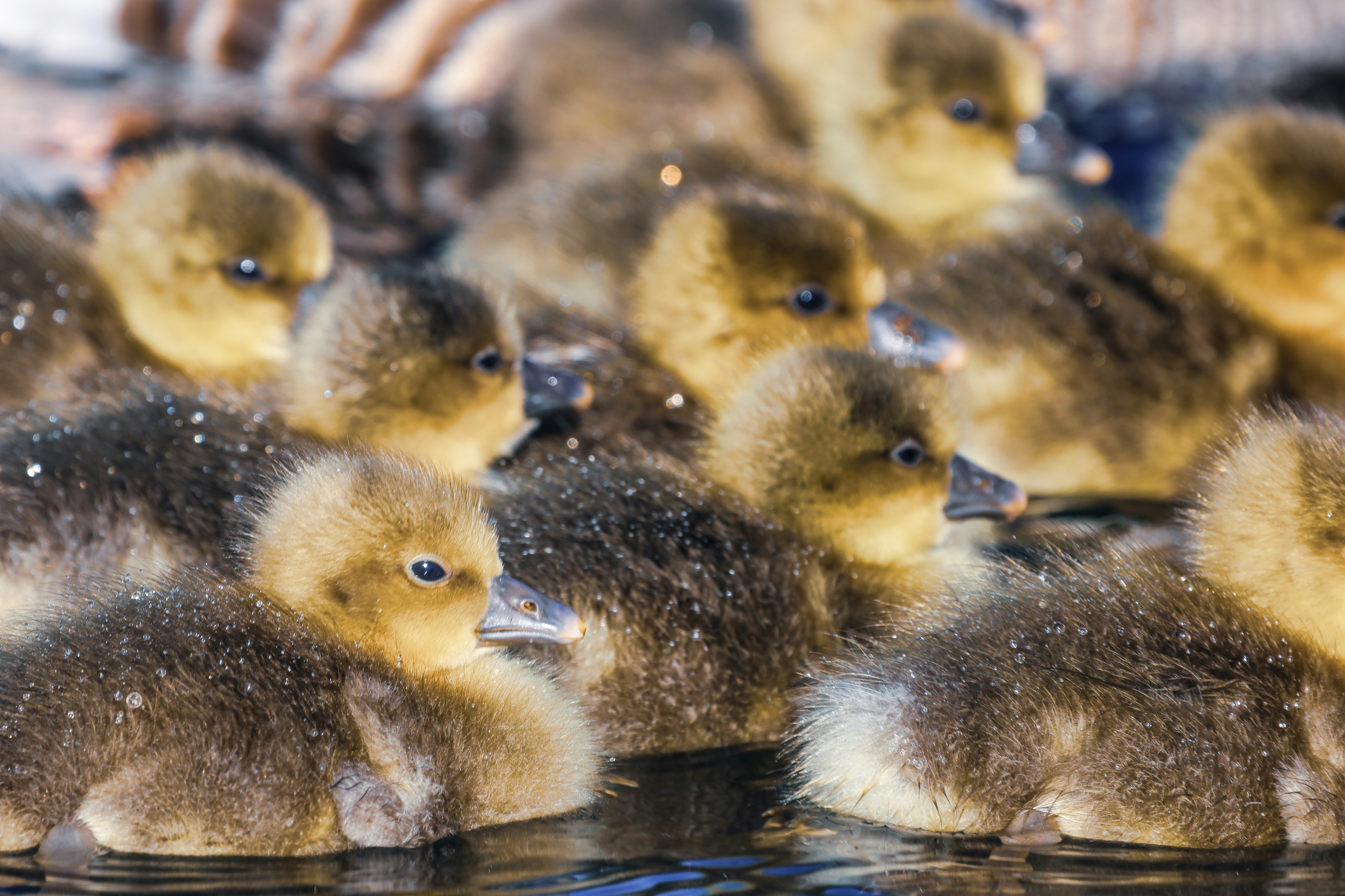 yellow ducklings on body of water